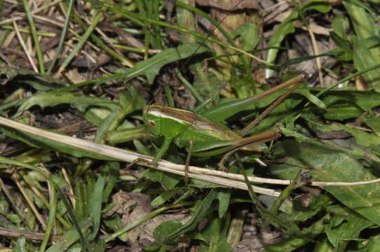 Image of two-coloured bush-cricket