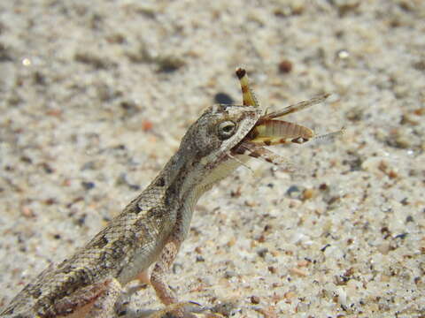 Image of palm leaf fan-throated lizard