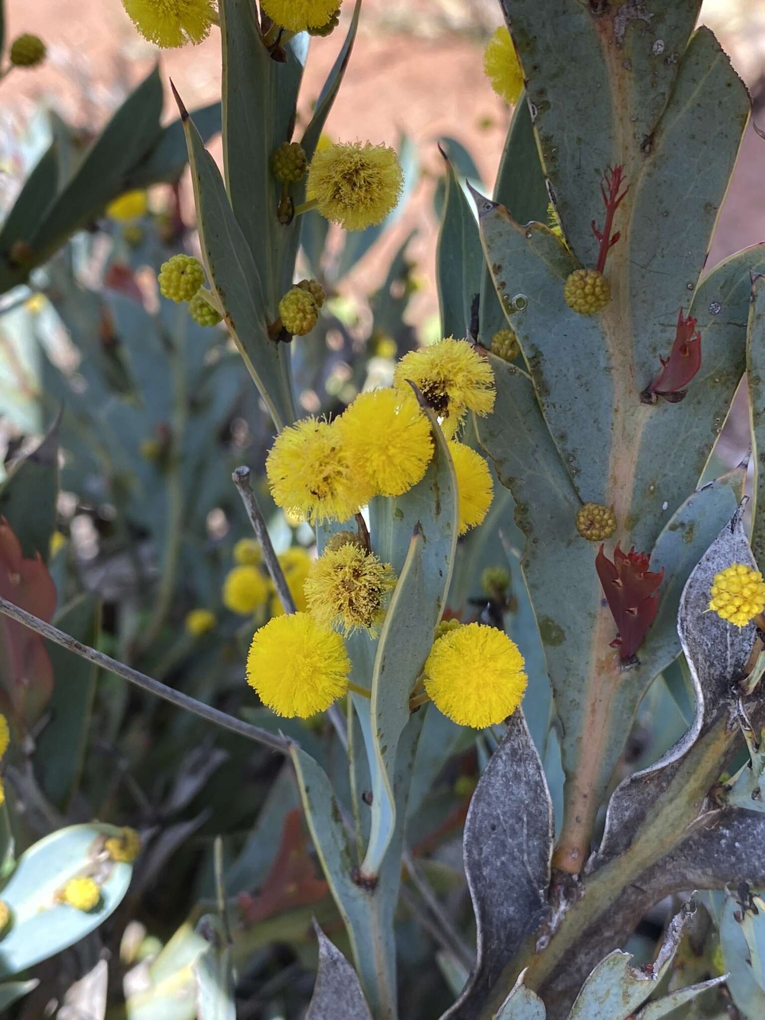 Sivun Acacia glaucocarpa Maiden & Blakely kuva