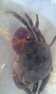 Image of Sylviocarcinus piriformis (Pretzmann 1968)