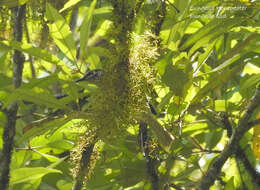 Image of Eungella Honeyeater