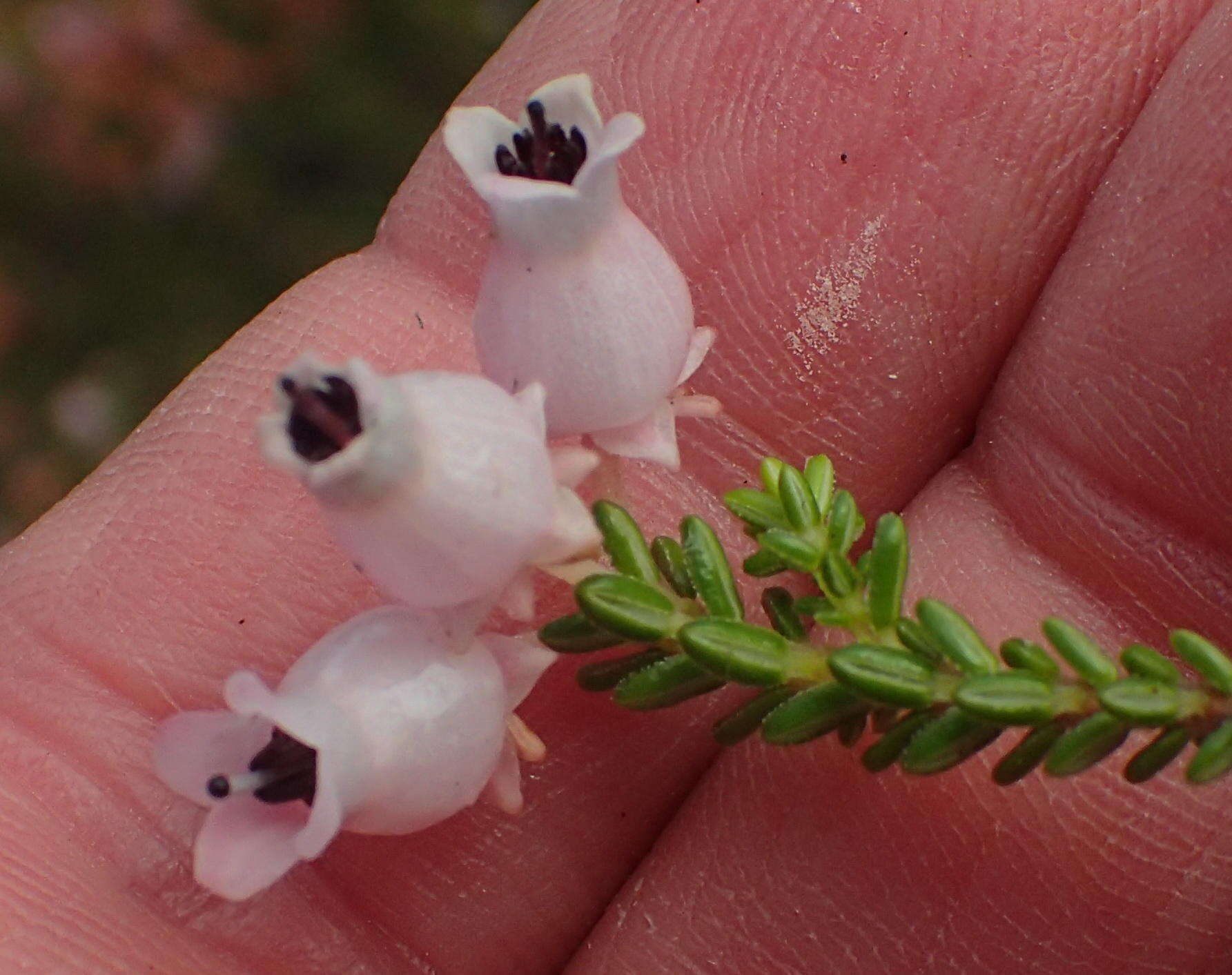 Image of Erica glomiflora var. glomiflora