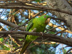 Image of Green Parakeet