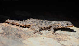 Image of Mclachlan's Girdled Lizard