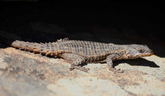 صورة Cordylus mclachlani Mouton 1986