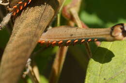 Image of Valanga irregularis (Walker & F. 1870)