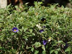 Image of Purple-rumped Sunbird