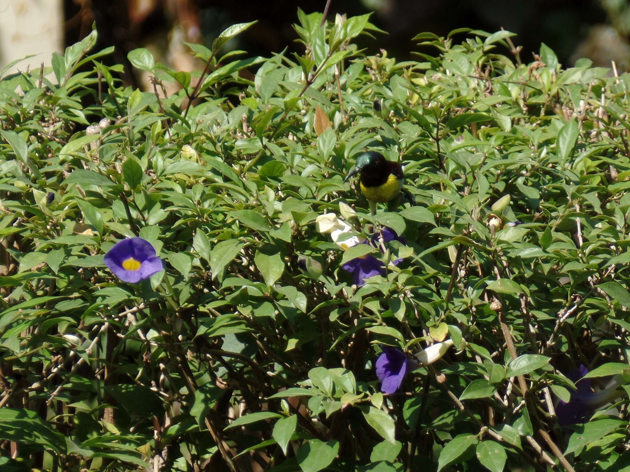 Leptocoma zeylonica (Linnaeus 1766) resmi