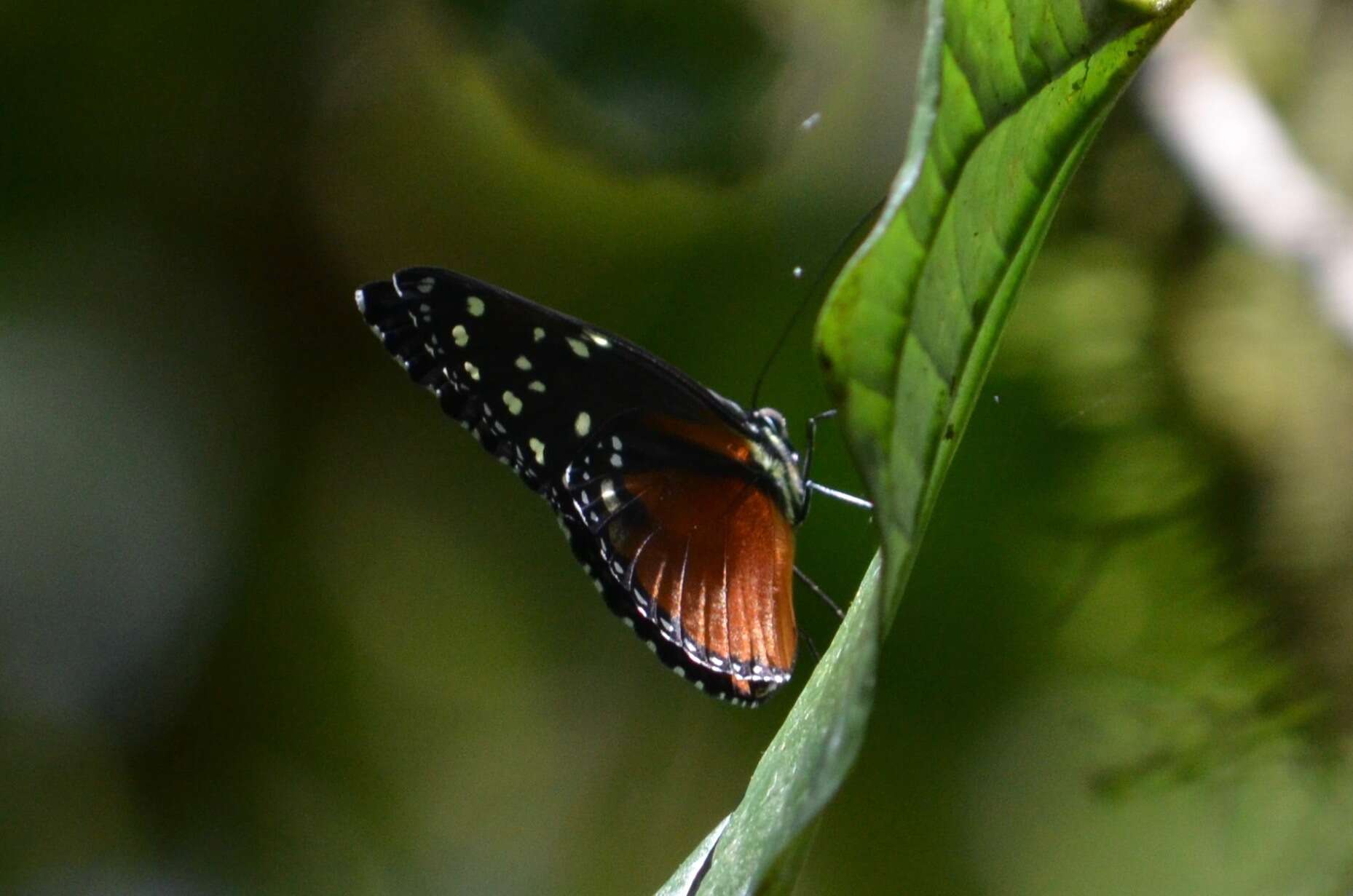 Imagem de Tithorea tarricina pinthias Godman & Salvin 1878