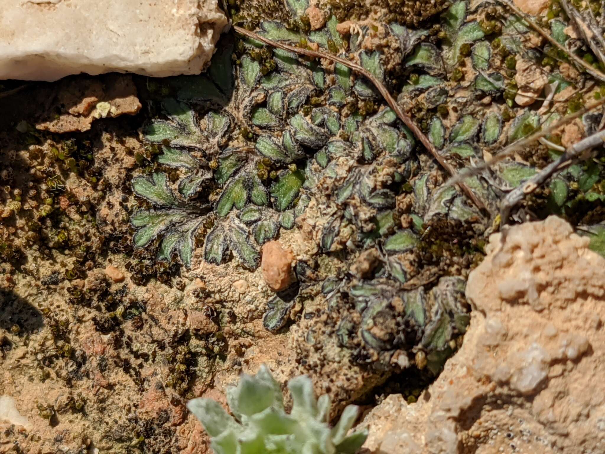 Image of Riccia atromarginata Levier