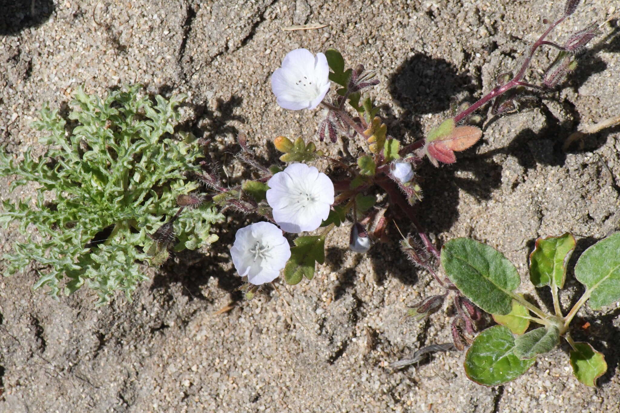 Image of Douglas' phacelia