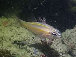 Image of Cardinalfish