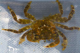 صورة Pachygrapsus crassipes Randall 1840