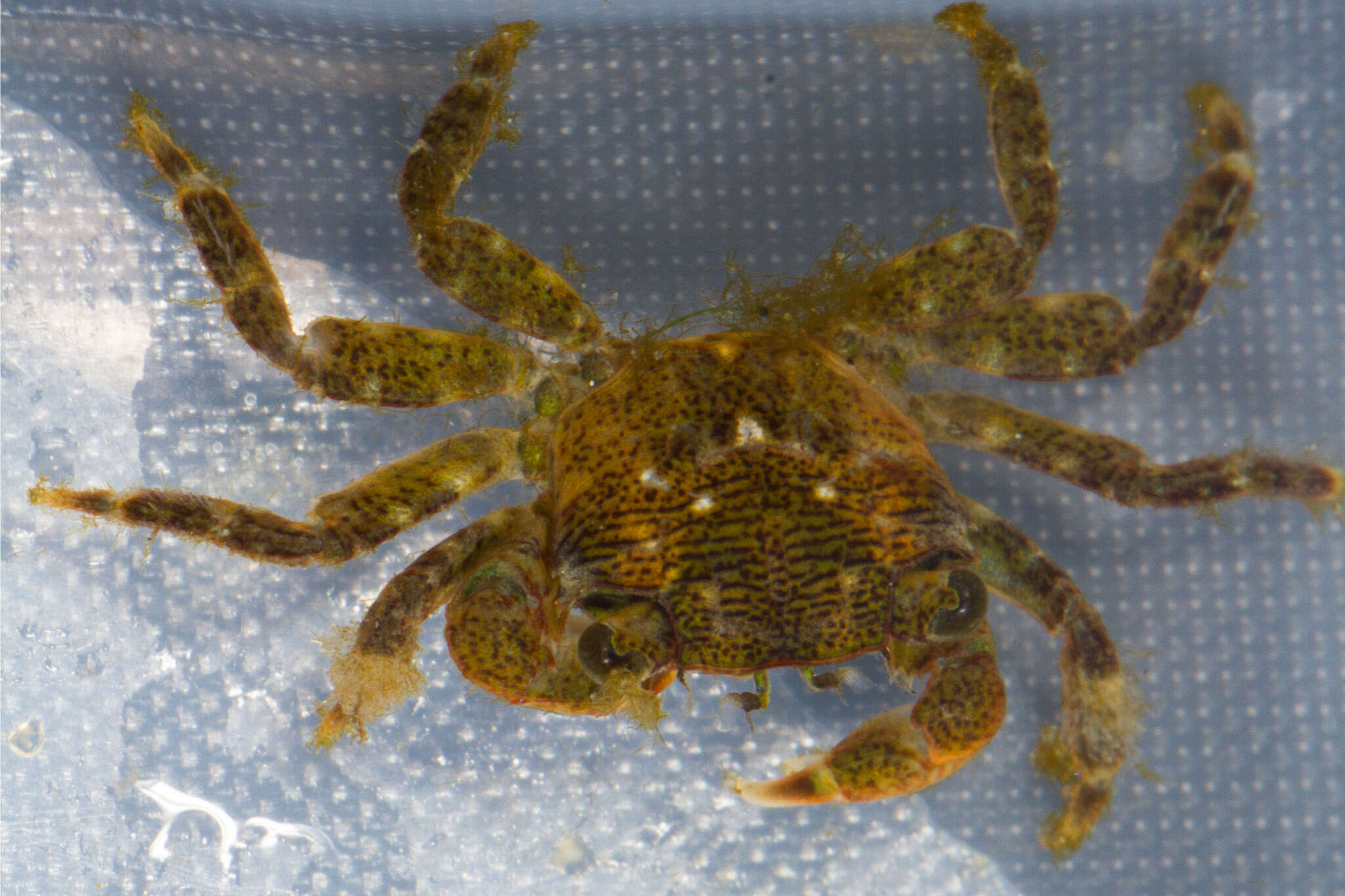 Image of striped shore crab