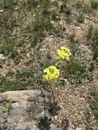 Image of Erysimum flavum (Georgi) Bobrov