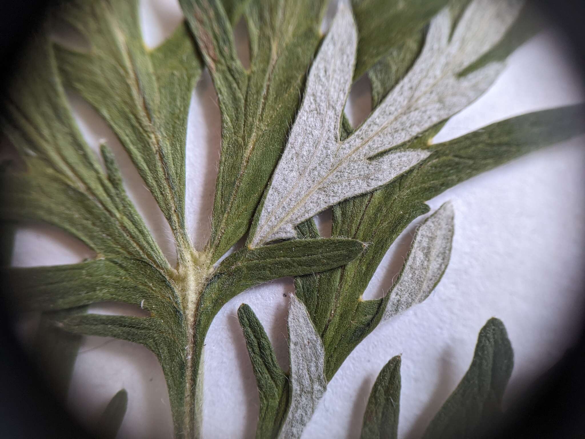 Image of tansy cinquefoil