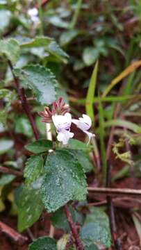 Image of Hypoestes elliotii S. Moore