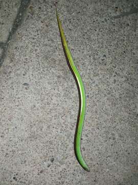 Image of Jointed Worm Lizard