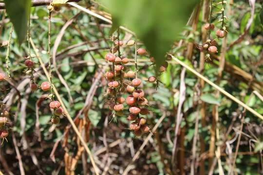 Image of Alchornea cordifolia (Schumach. & Thonn.) Müll. Arg.