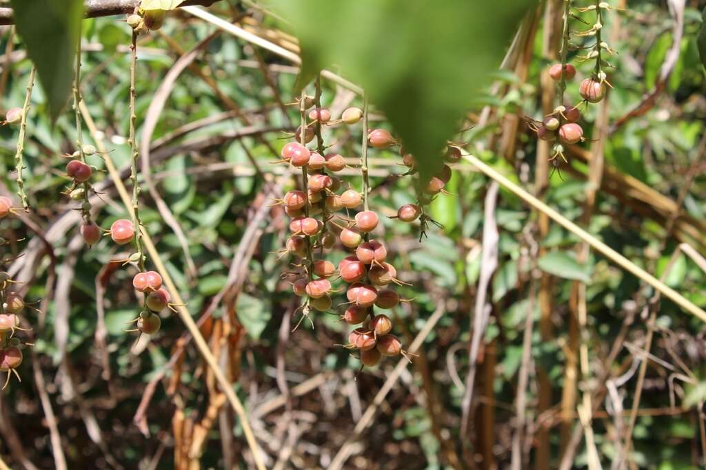 Слика од Alchornea cordifolia (Schumach. & Thonn.) Müll. Arg.