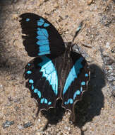 Image de Papilio oribazus Boisduval 1836