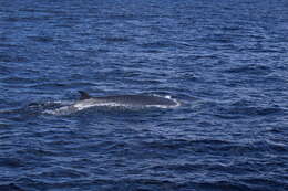 Image of Bryde's Whale