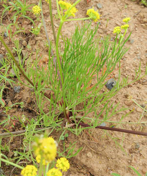 Image of Wasatch desertparsley