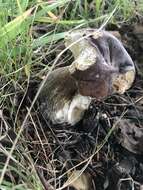 Sivun Boletus aereus Bull. 1789 kuva