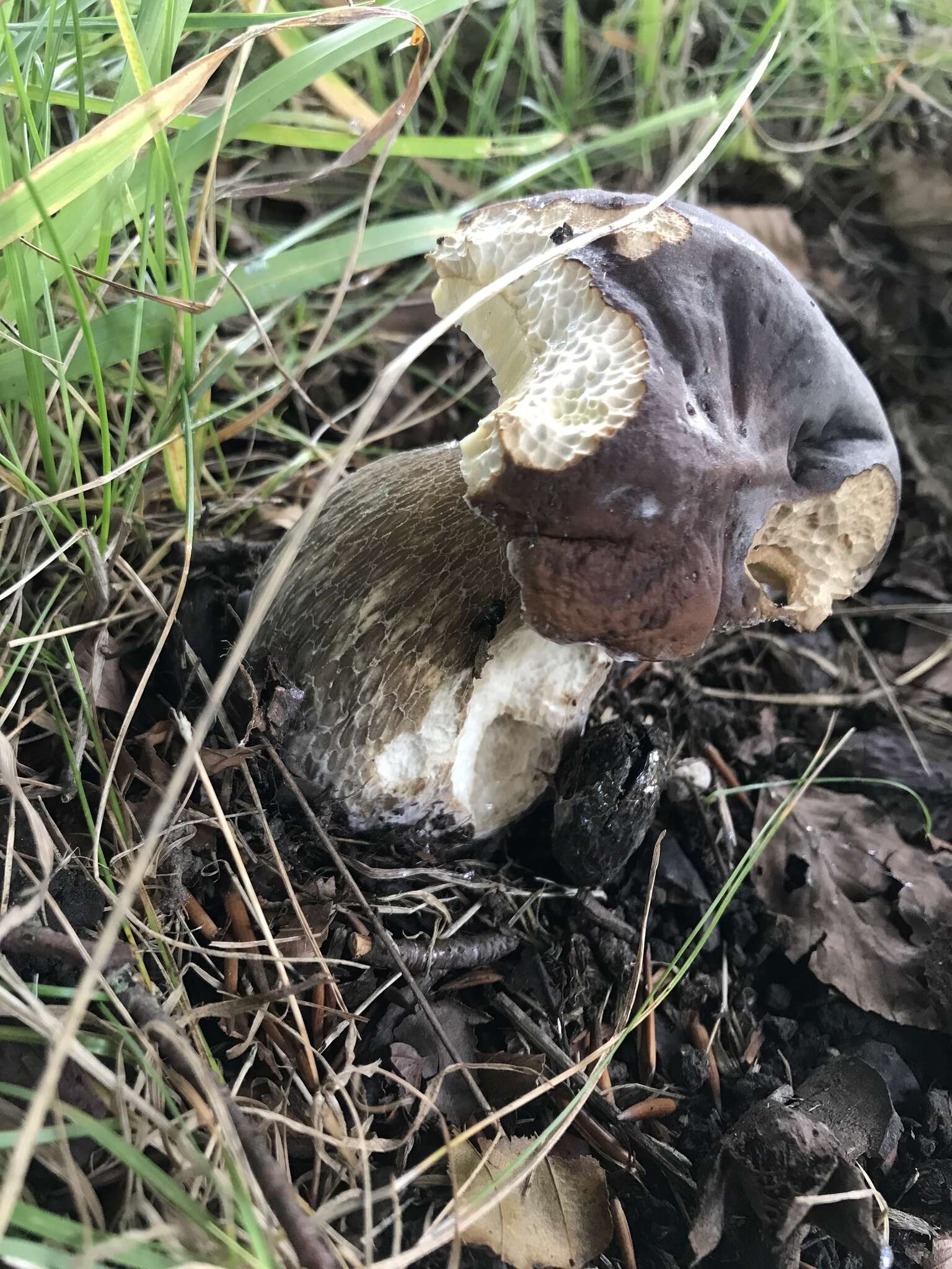 Sivun Boletus aereus Bull. 1789 kuva