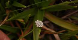 Imagem de Mesanthemum africanum Moldenke