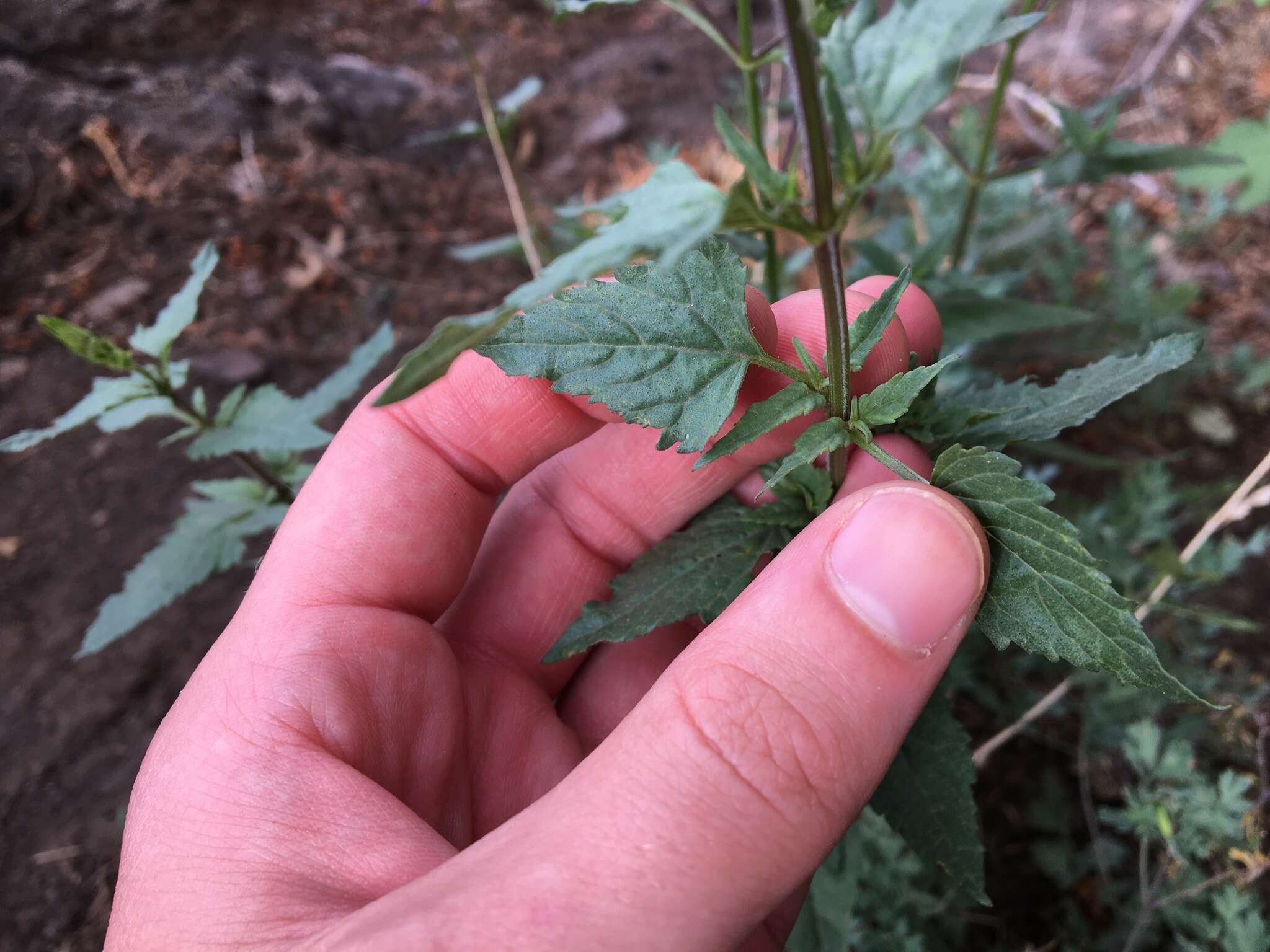 Image of desert indigo sage