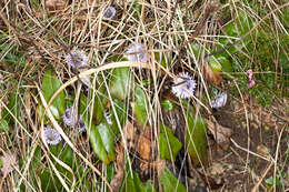 Image de Globularia nudicaulis L.