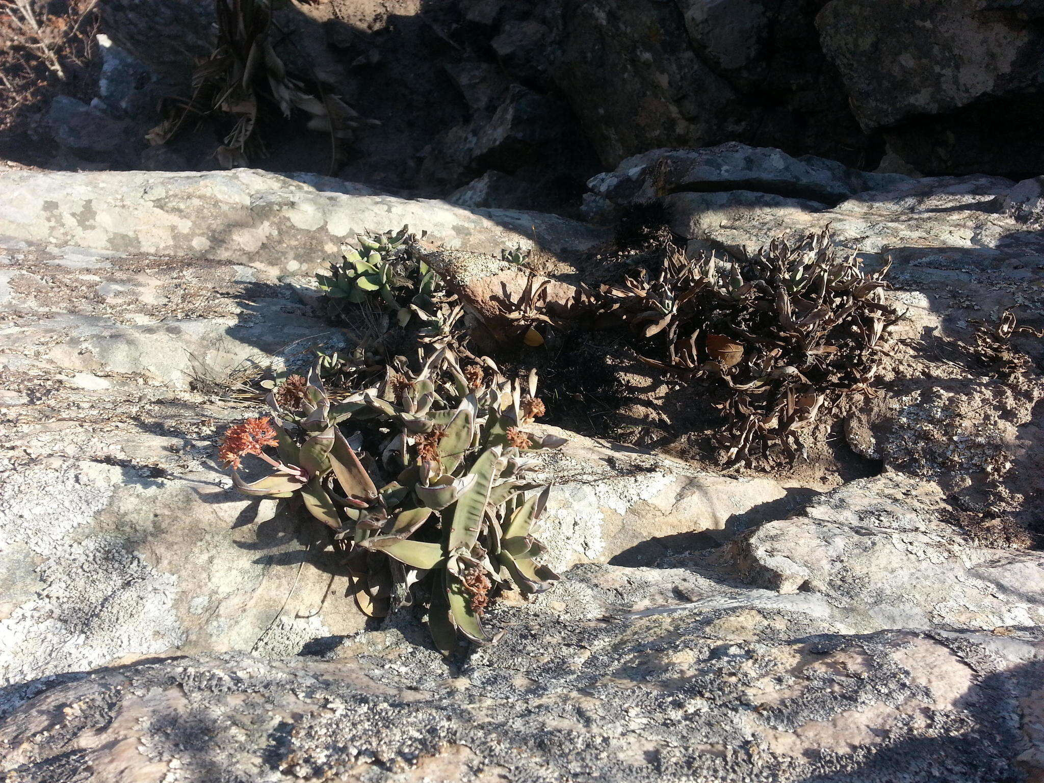 Image of Crassula perfoliata var. heterotricha (Schinz) Tölken