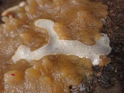 Image of northern white crust