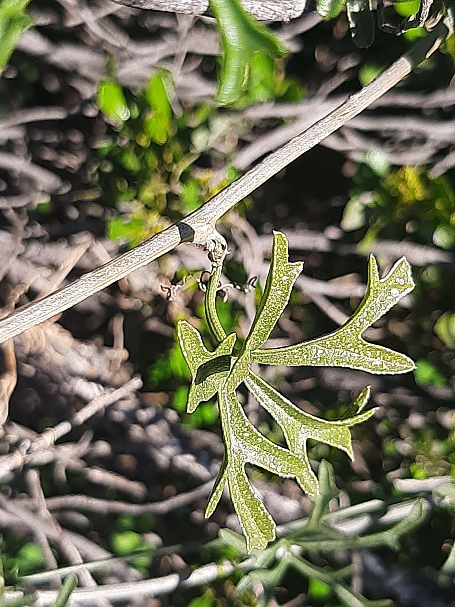 Kedrostis capensis (Sond.) A. Meeuse resmi