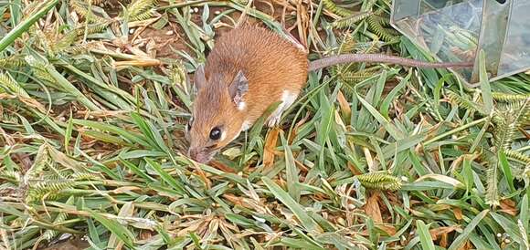 Image of African spiny mouse