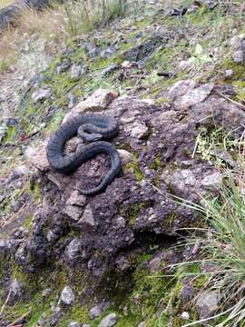 Image of Cross-banded Mountain Rattlesnake