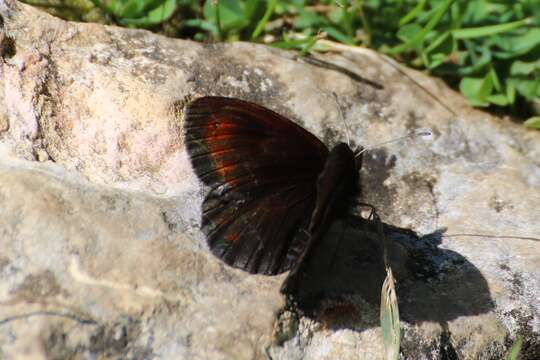 Image of Water Ringlet