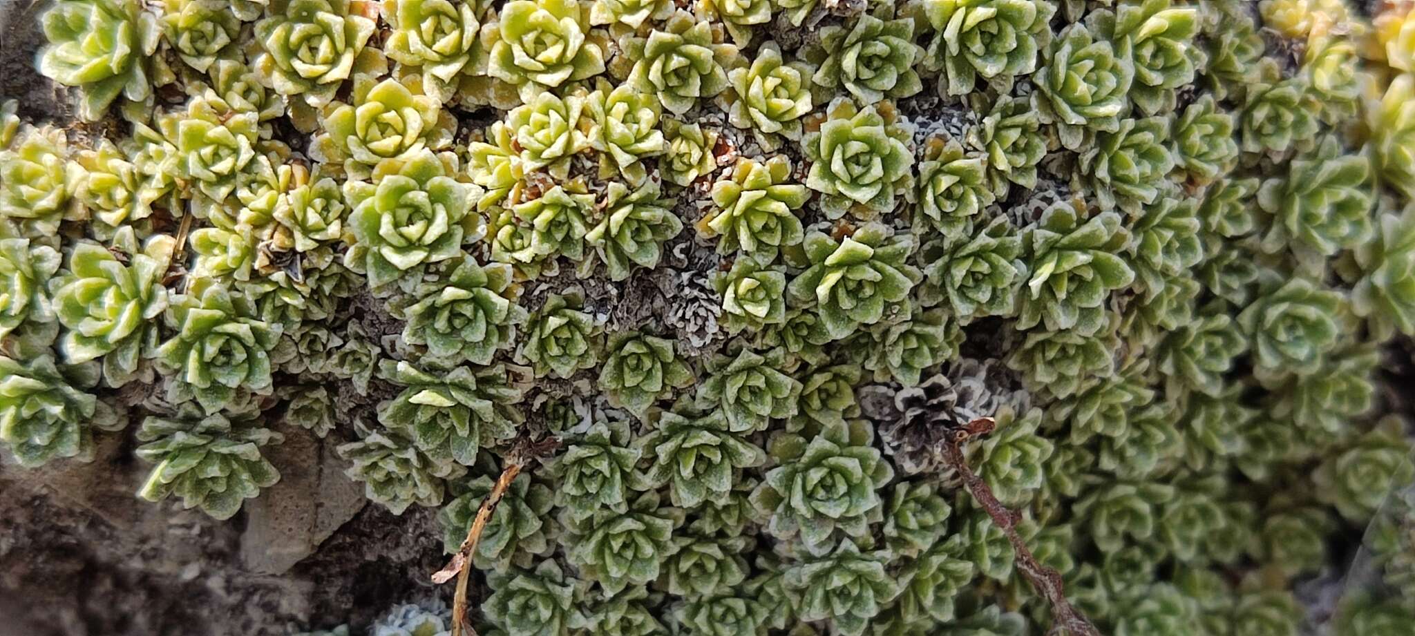 Image of Saxifraga marginata Sternb.