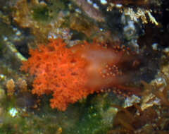 Image of Orange Sea Cucumber