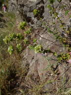 Image of Origanum vulgare subsp. virens (Hoffmanns. & Link) Ietsw.