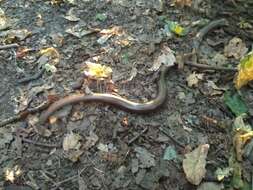 Image of Slow Worm