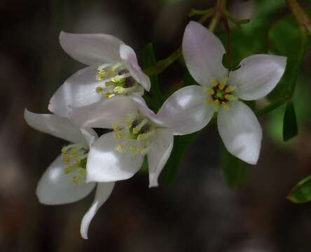 Image of Boronia muelleri (Benth.) Cheel