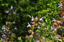 Imagem de Salvia tomentosa Mill.