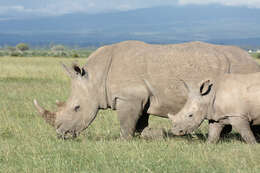 Image of Ceratotherium simum simum