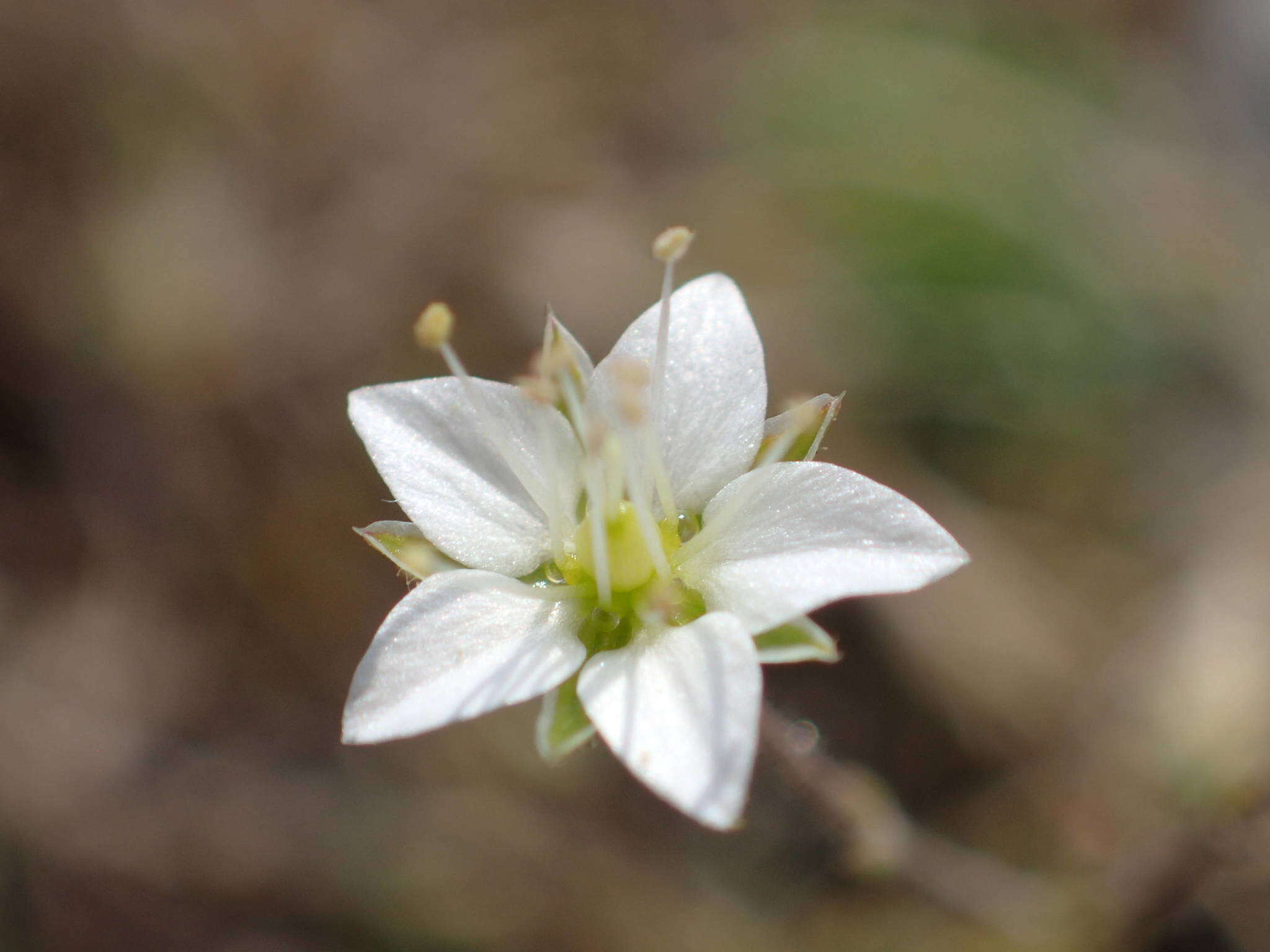 Imagem de Sabulina attica subsp. attica