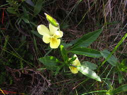 صورة Viola lutea subsp. sudetica (Willd.) W. Becker