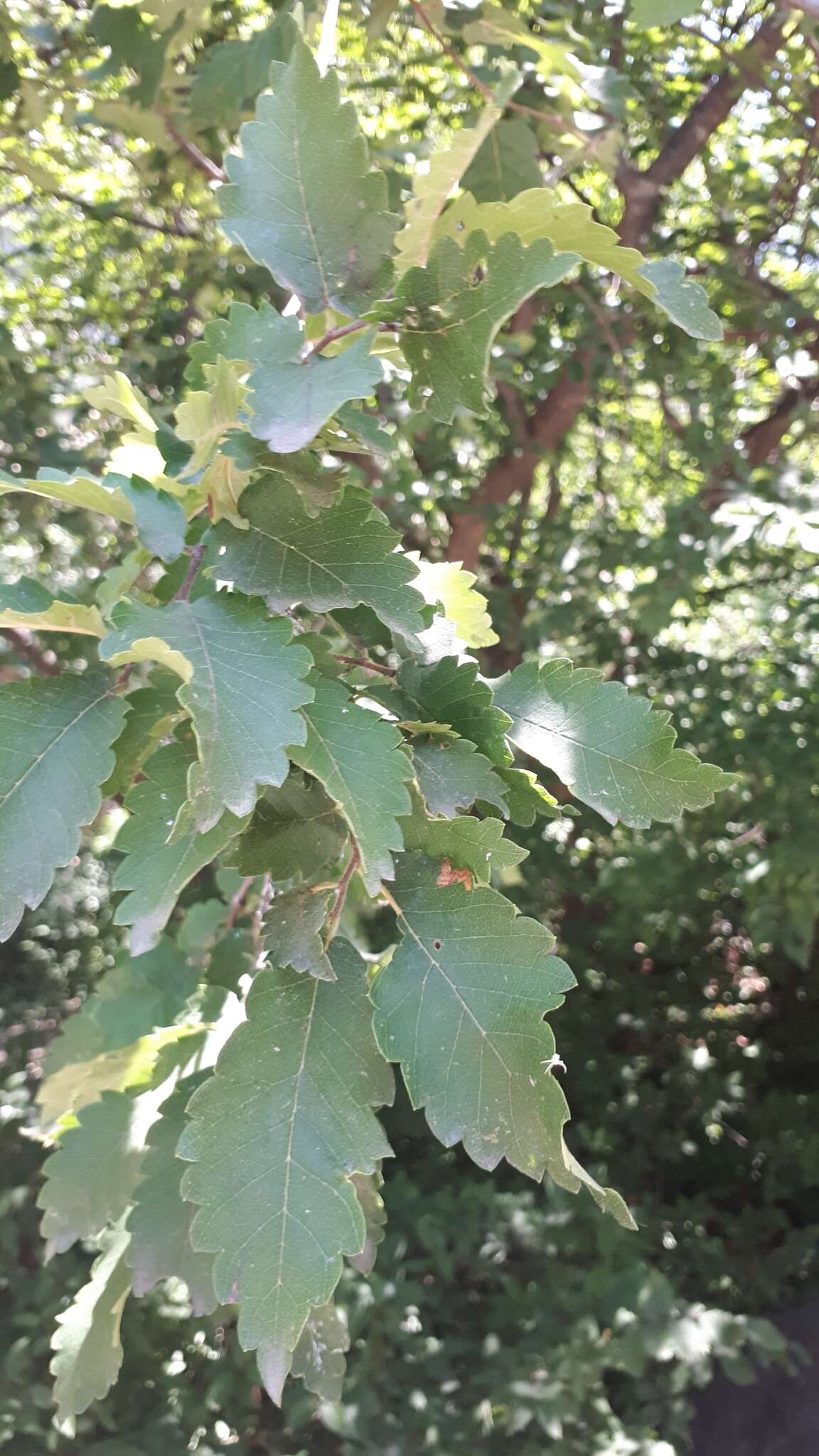 Image de Zelkova carpinifolia (Pall.) C. Koch