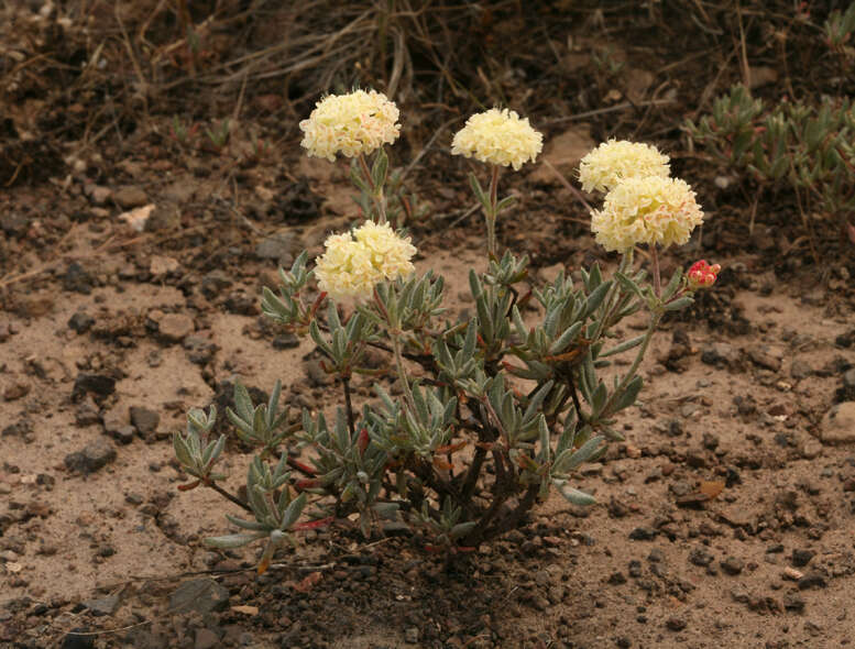 Image of rock buckwheat