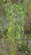 Sivun Leonotis ocymifolia (Burm. fil.) Iwarsson kuva